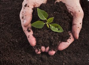 compost-garden